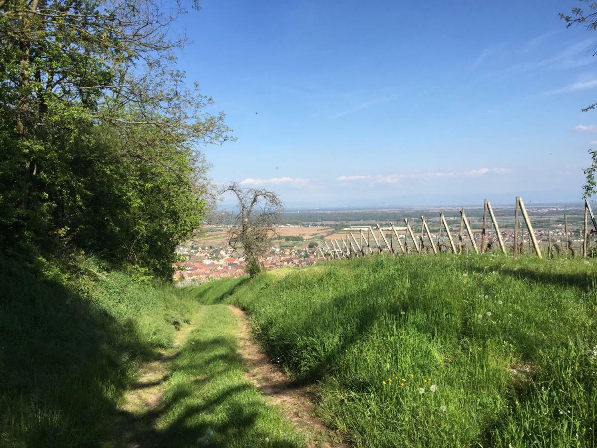 Gite Jasmin Herrlisheim-près-Colmar Eksteriør billede